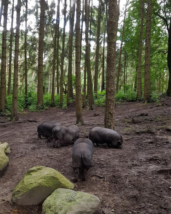 Wildpark-Restaurant Schwarze Berge